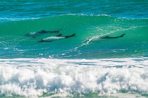 Falkland Islands, Saunders Island. Commersons dolphins riding the waves. Animals Print